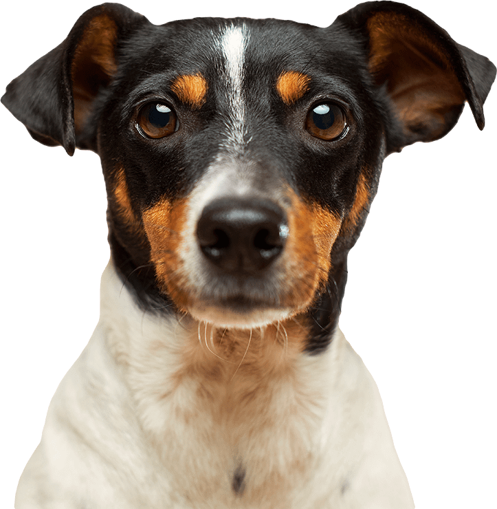 The Pedigree Club lets you register your dog for free and obtain pedigree dog certificates. We also offer 3 or 5 generation certificates.